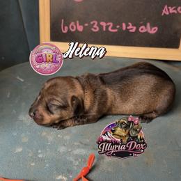 Helena - Wild boar female Dachshund puppy in Livingston, Kentucky from Illyria Dox & GSD