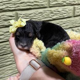 Lemon - Tri-color female Bernedoodle puppy in Carmichaels, Pennsylvania from JensenBelle Doodles