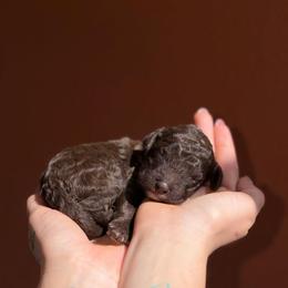 Sunny - Brown male Poodle puppy in Midwest City, Oklahoma from Strawberry Hill Puppy Patch