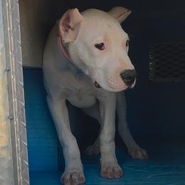 Girl 4 red collar - White female Dogo Argentino puppy in Morgan Hill, Pennsylvania from De la Fuerza De Dios