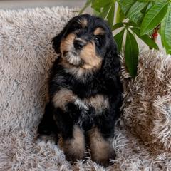 Bernedoodle, Goldendoodle, and Golden Mountain Doodle Puppies from Sonoran Standard Doodles
