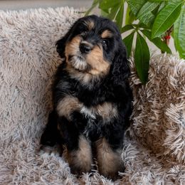 Bernedoodle, Goldendoodle, and Golden Mountain Doodle Puppies from Sonoran Standard Doodles
