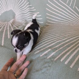 Hamilton - Black and white male Chihuahua puppy in Pocatello, Idaho from The Fifth Element Kennel