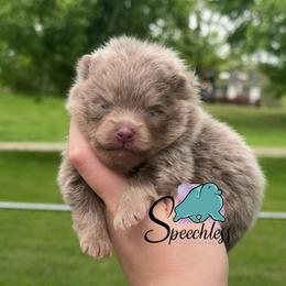 Alfredo- 4800.00 dollars - Lavender male Pomeranian puppy in Perry County, Ohio from Speechless Pom’s