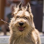 Berger Picards and Old English Sheepdogs from Stargazer OES and Des Etoiles Berger Picards