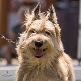 Berger Picards and Old English Sheepdogs from Stargazer OES and Des Etoiles Berger Picards
