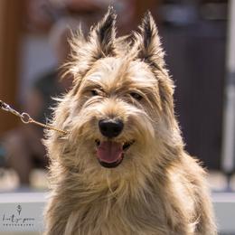 Berger Picards and Old English Sheepdogs from Stargazer OES and Des Etoiles Berger Picards