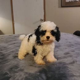 Bianca - Tri-color female Cavapoo puppy in Copan, Oklahoma from Tatums cavapoos