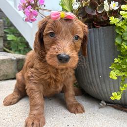Marina - Red  female Goldendoodle puppy in Camden, North Carolina from Oopsie Doodles of NC