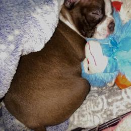 (Rev) Paul Revere born in our 250th yr - Red male Boston Terrier puppy in Murrells Inlet, South Carolina from Inlet Boston Terriers