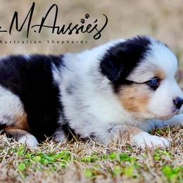 Rowan - Blue merle male Australian Shepherd puppy in Olivehurst, California from Double M Aussies