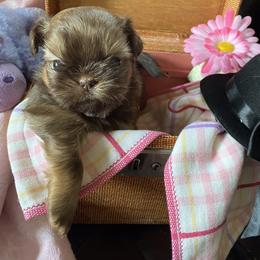 Shih Tzu Puppies from Seaside Shih Tzu Cottage