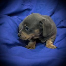Girl blue and cream - Blue and cream female Dachshund puppy in Boerne, Texas from Maravillas Dachshunds LLC