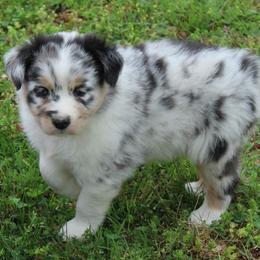 Utah - Blue merle male Australian Shepherd puppy in Kansas, Oklahoma from Windy G Farm