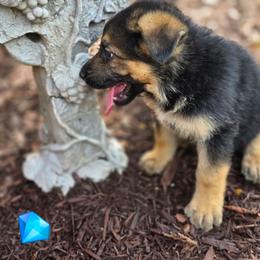 Rollo - Black and tan male German Shepherd puppy in Leon, West Virginia from Heart2Heart Kennels
