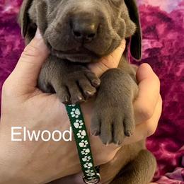 Elwood - Blue male Weimaraner puppy in Aitkin, Minnesota from Whispering’s GunDogs