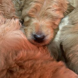 Goldendoodle and Poodle Puppies from Posh Poodles and Doodles