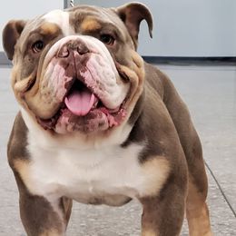 Bulldogs from Big Bad Beast Kennels