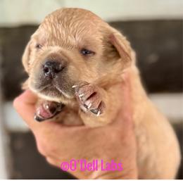 Lady - Yellow female Labrador Retriever puppy in Sullivan, Missouri from O’Dell Labs