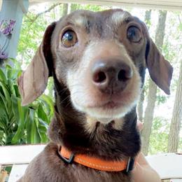 Hershey - Dachshund