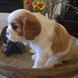 Pickles - Blenheim male Cavalier King Charles Spaniel puppy in Apple Valley, California from Nancy's Cavalier King Charles Spaniels & Golden Retrievers