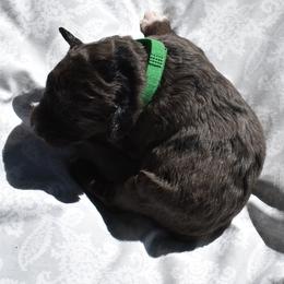 Green Collar Male - Blue merle male Aussiedoodle puppy in Parma, Idaho from Arena Valley Acres