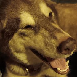 Baby Kiai - Alaskan Malamute
