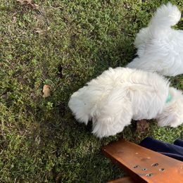 Coton de Tulear Puppies from Smoky Mountains Cotons