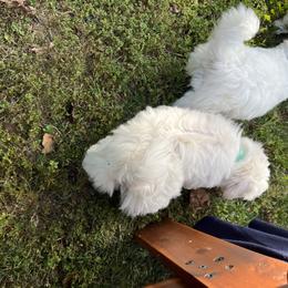 Coton de Tulear Puppies from Smoky Mountains Cotons
