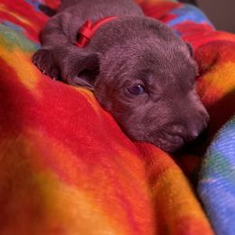 Weimaraner Puppies from North Georgia Weims
