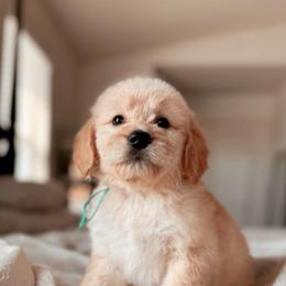 Baklava, Girl - Cream female Goldendoodle puppy in Maricopa, Arizona from Desert Ridge Doodles