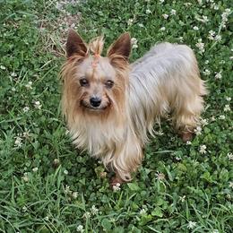 Cashew - Yorkshire Terrier