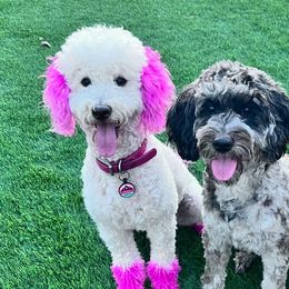 Goldendoodles from Dillon Doodles