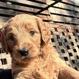 Goldendoodle Puppies from Muddy Acre Pups