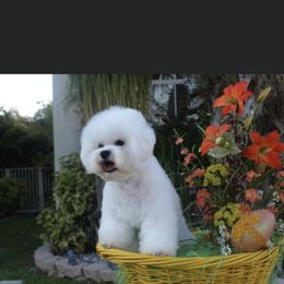 Magnum - Bichon Frise
