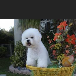Magnum - Bichon Frise