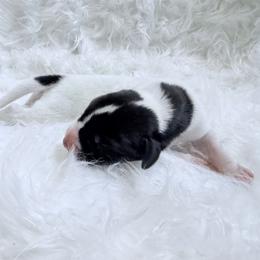 Dustin - White male Great Dane puppy in Montgomery, Texas from KD Sweet Southern Danes