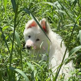 Female  1 - White female Shiloh Shepherd puppy in Newton, New Hampshire from Smokeshow Shilohs and Shepherds