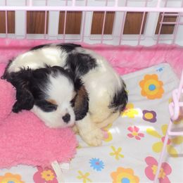 Cavalier King Charles Spaniel Puppies from Pleasant Meadows