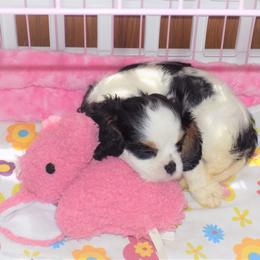 Cavalier King Charles Spaniel Puppies from Pleasant Meadows