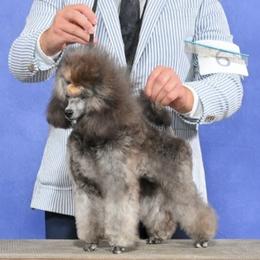 Diona - Poodle