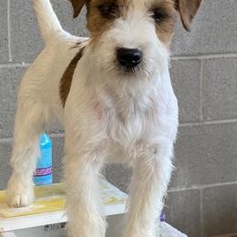 Vertigo - Russell Terrier