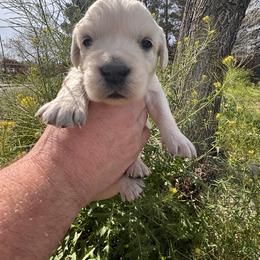 Brown boy - Light golden male Golden Retriever puppy in Pahrump, Nevada from Southern Nevada Goldens