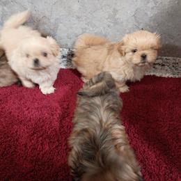 Butterscotch - Gold male Shih Tzu puppy in Austin, Minnesota from Bearpaw Shih Tzus