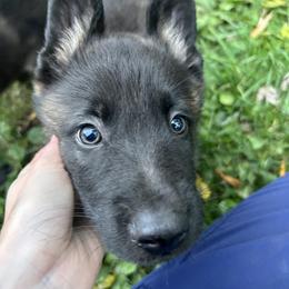 German Shepherd Puppies from Scenic City Shepherds