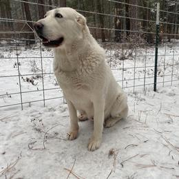 Central Asian Shepherd Dog All Grown Up from Alabaivalley