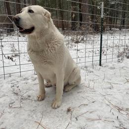 Central Asian Shepherd Dog All Grown Up from Alabaivalley