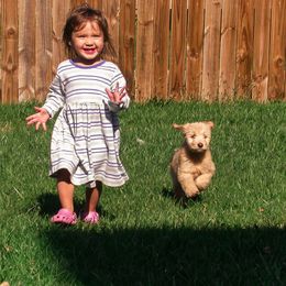 Goldendoodle Puppies from Snow Ridge Doodles