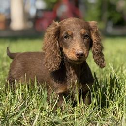 Millie - Chocolate female Dachshund puppy in Pflugerville, Texas from Dream A Dream Dachshunds