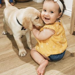 Labrador Retriever Puppies from Holly and Handsome